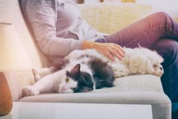 Got Pets? Here Are 4 Tips to Improve Indoor Air Quality